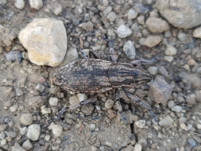 Pseudocleonus cinereus - hamvas barkó
