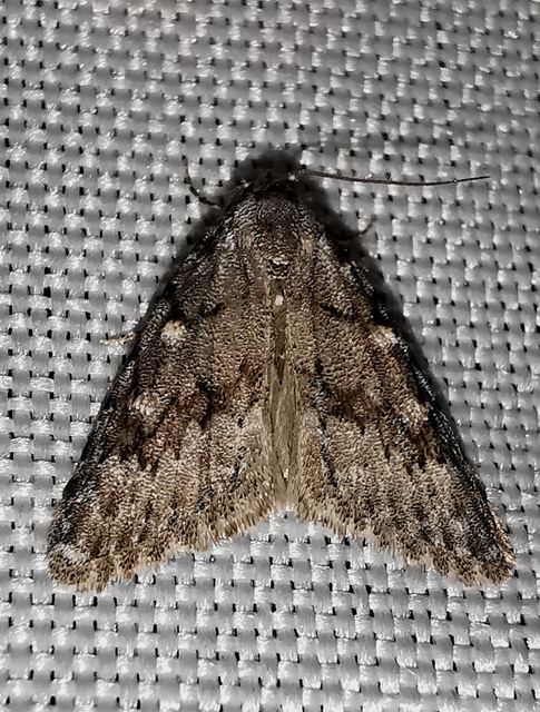 Nola cicatricalis - szürke pamacsosszövő
