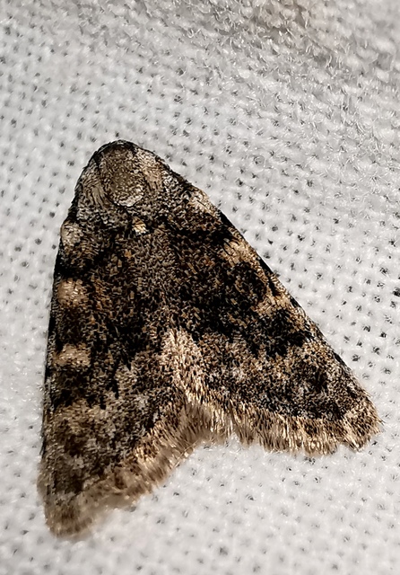 Nola cicatricalis - szürke pamacsosszövő