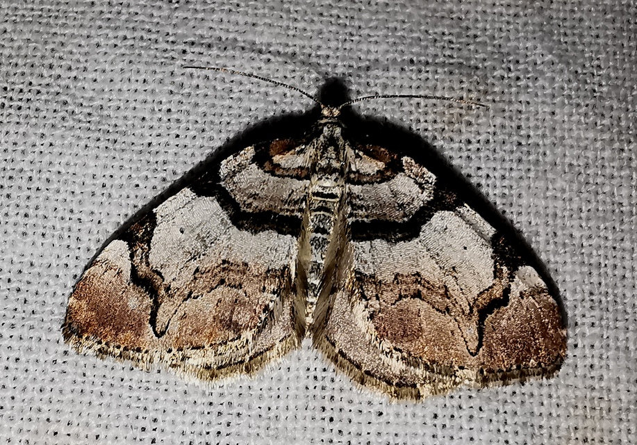 Anticlea derivata - vadrózsa-tarkaaraszoló