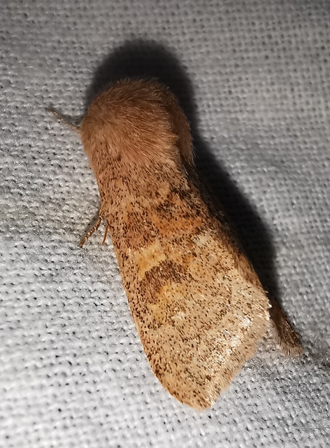 Orthosia miniosa - sárgás barkabagoly