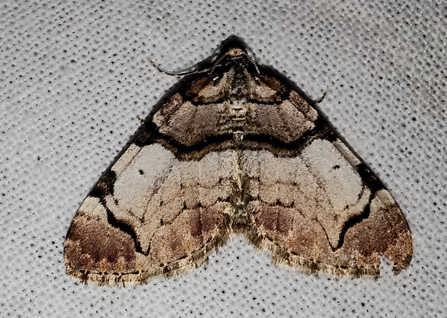 Anticlea derivata - vadrózsa-tarkaaraszoló