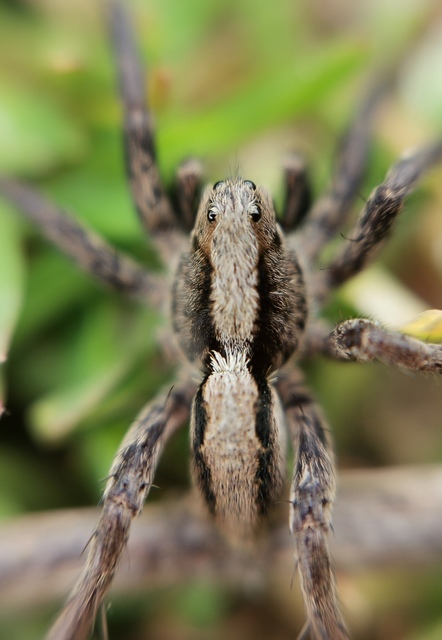 Alopecosa farinosa