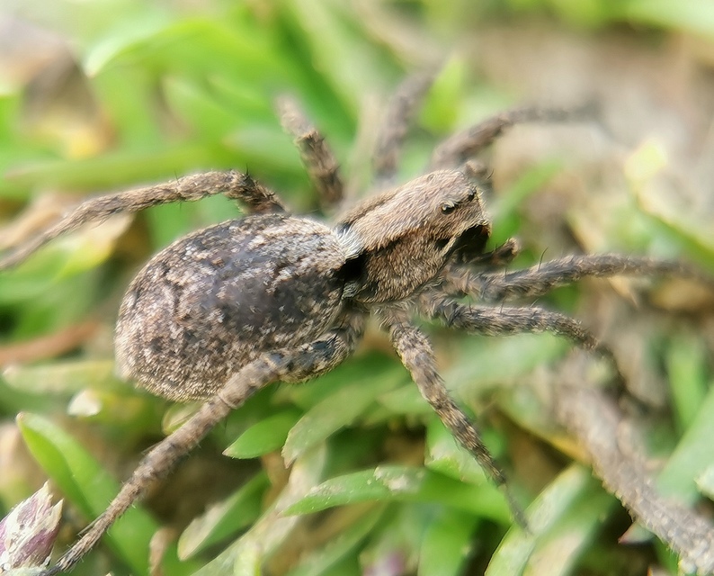 Alopecosa farinosa