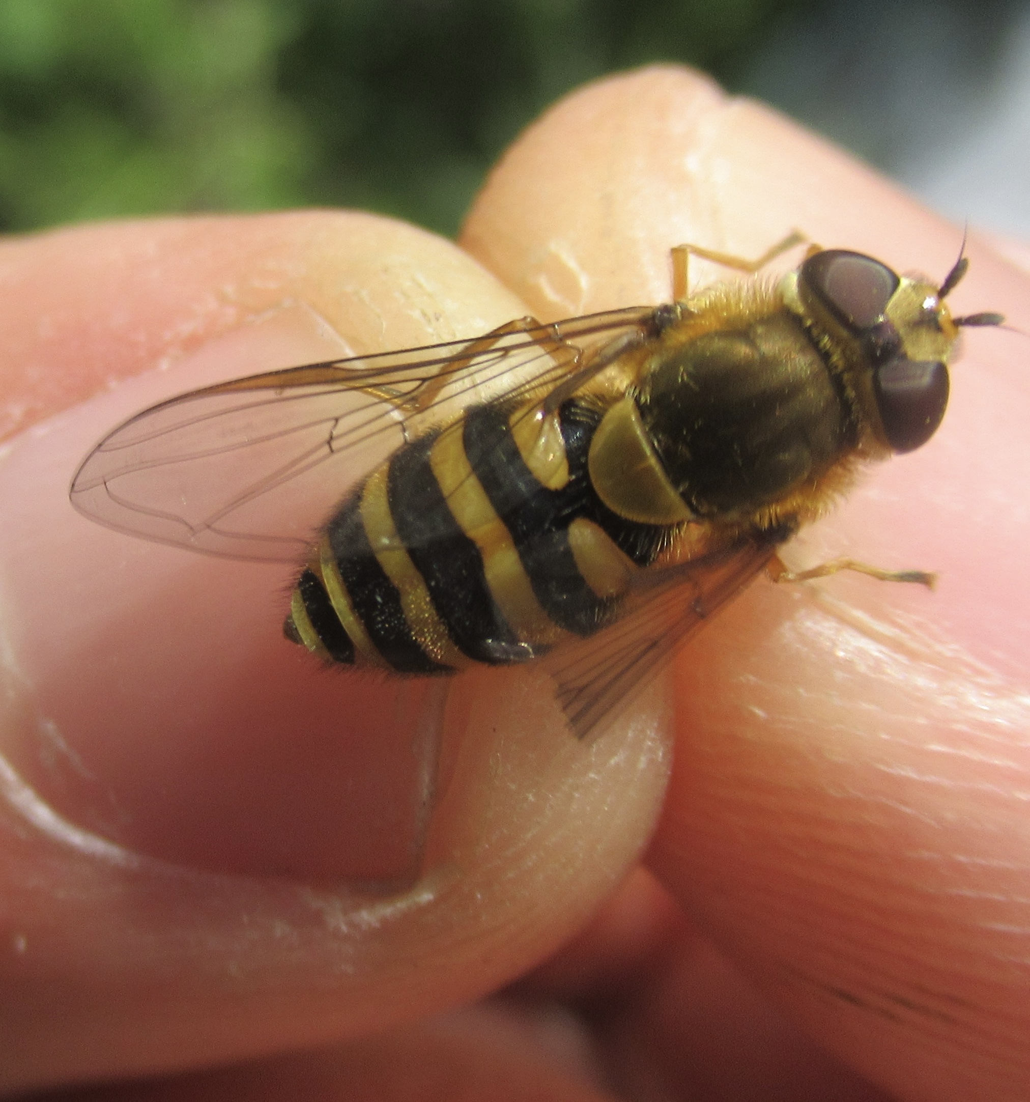 Syrphus ribesii - közönséges kertizengőlégy