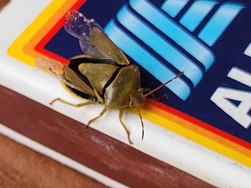 Piezodorus lituratus - bíboros címerespoloska Piezodorus lituratus - bíboros címerespoloska