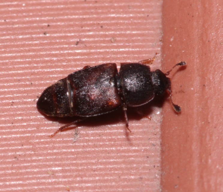 Urophorus humeralis - vállfoltos gyümölcsfénybogár Urophorus humeralis - vállfoltos gyümölcsfénybogár