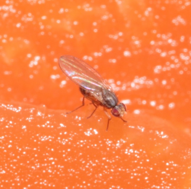 Scaptomyza
