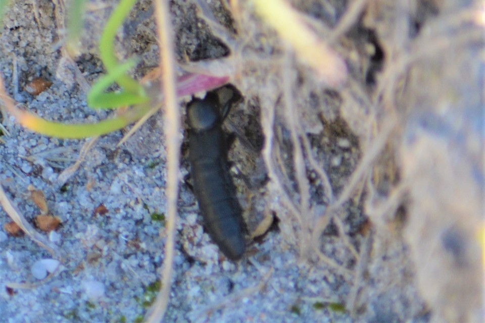 Ocypus