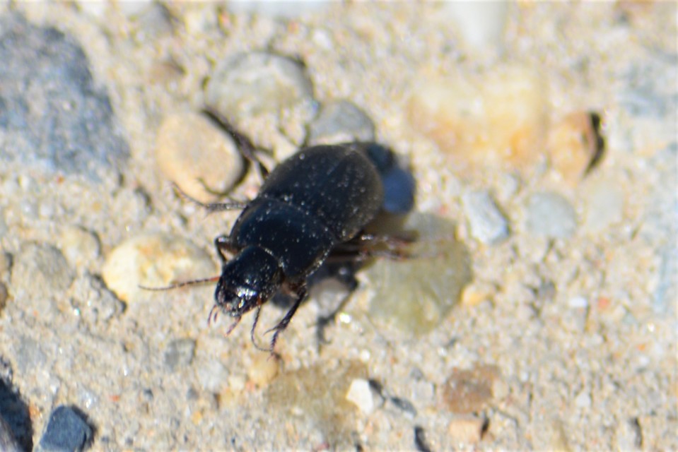 Harpalus caspius - keleti lomhafutó