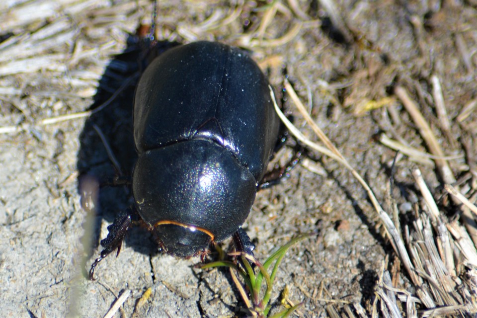 Pentodon idiota - butabogár