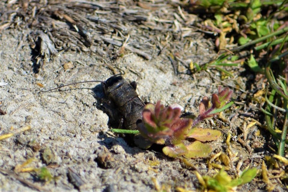 Gryllus campestris - mezei tücsök