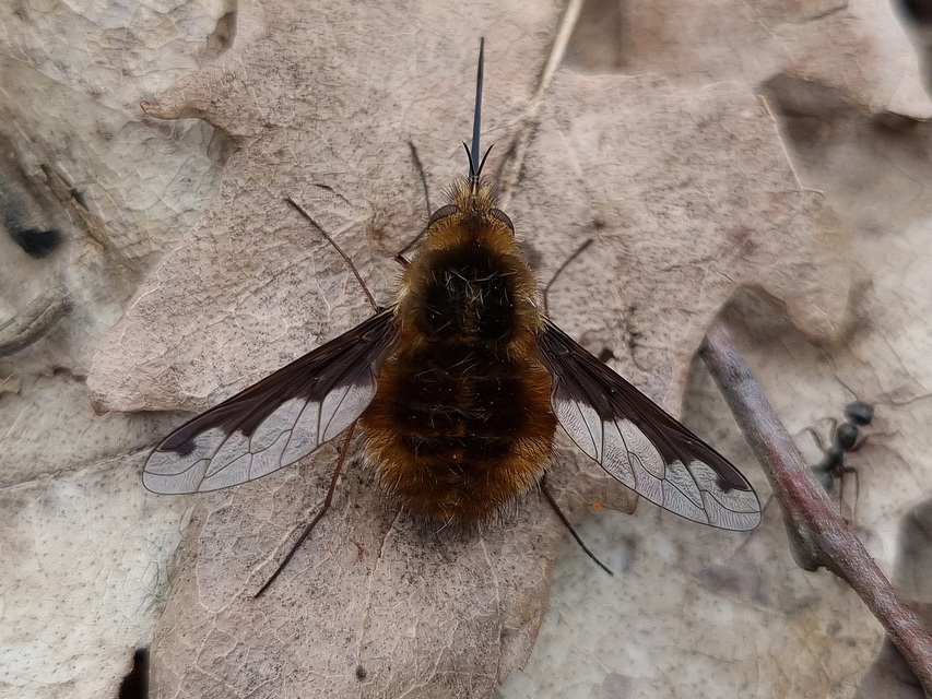 Bombylius major - szegélyes pöszörlégy