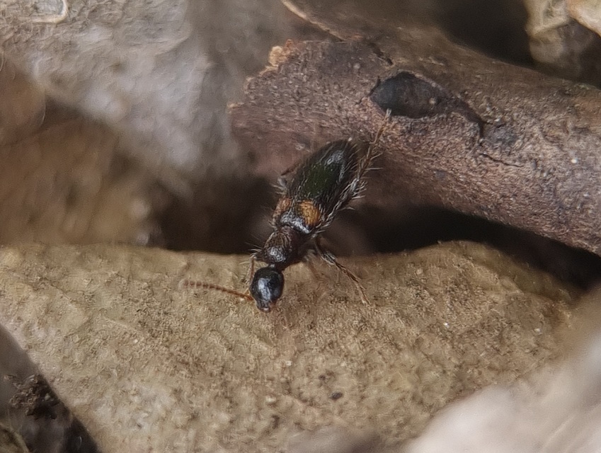 Hirticollis hispidus - szőrös fürgebogár