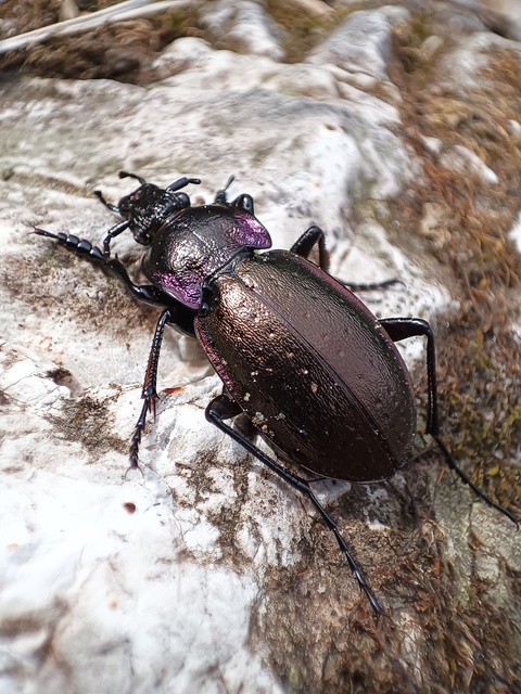 Carabus nemoralis - ligeti futrinka