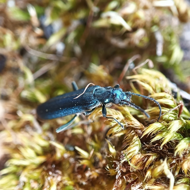 Ischnomera