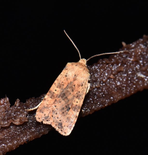 Conistra rubiginea - vörös őszibagoly