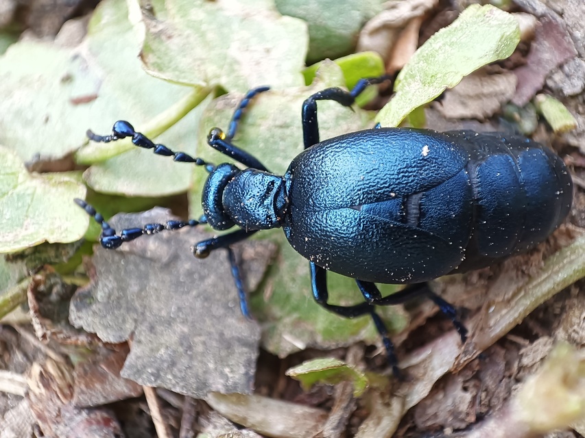 Meloe violaceus - kék nünüke