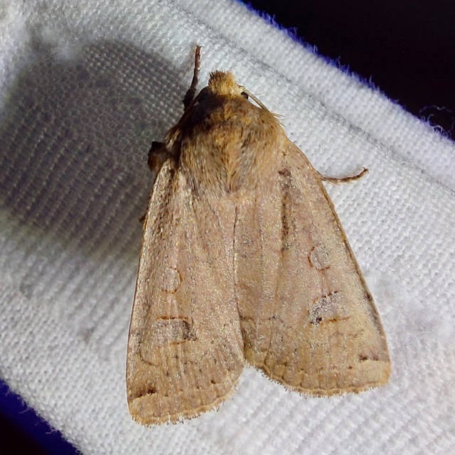Conistra erythrocephala - vörösfejű őszibagoly