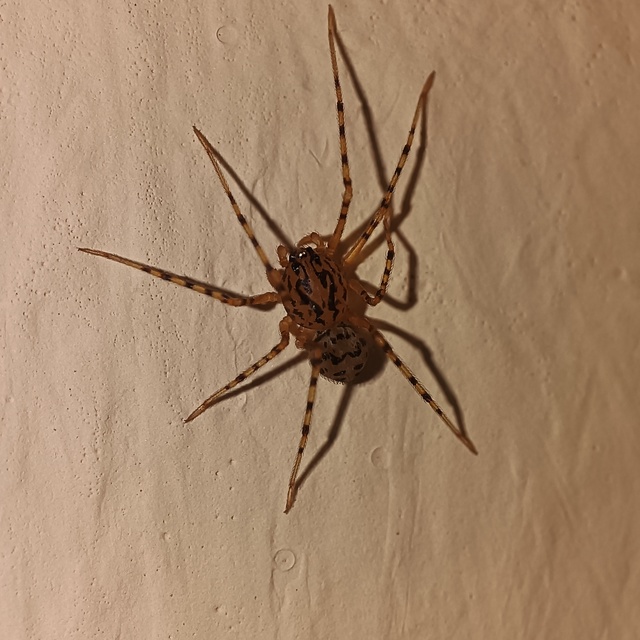 Scytodes thoracica - közönséges csupaszpók