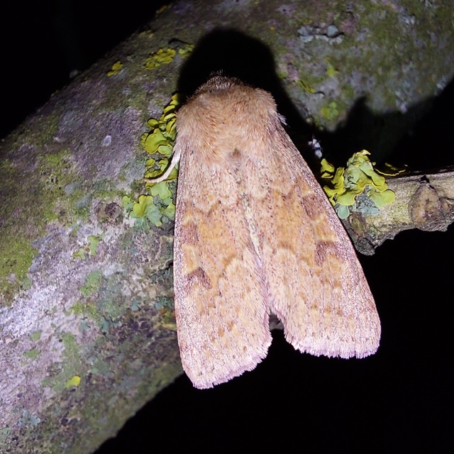 Orthosia miniosa - sárgás barkabagoly