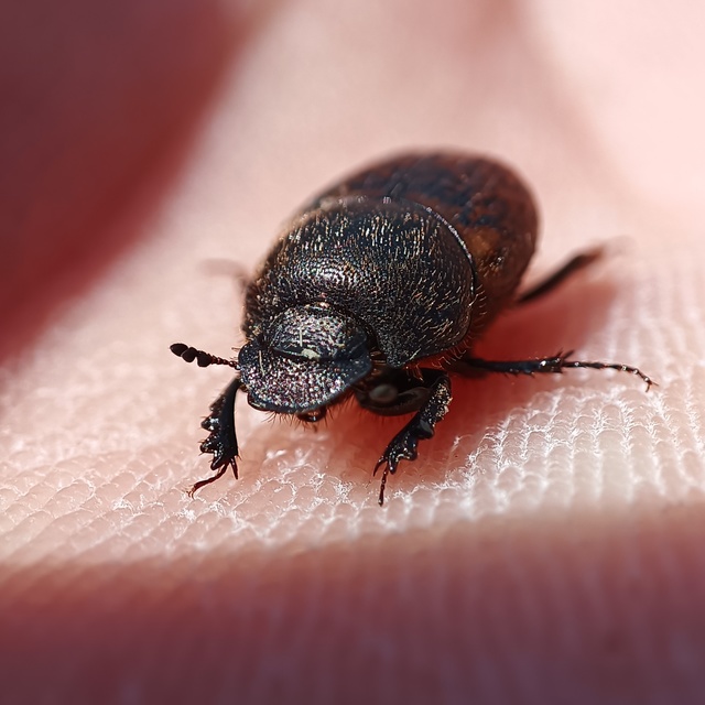 Onthophagus fracticornis - bronzos trágyatúró