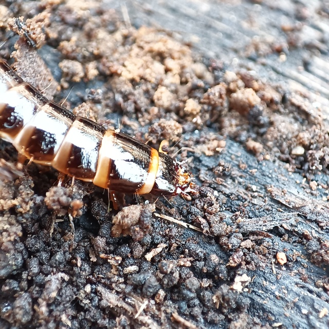 Stenagostus rhombeus - rombusznyakú pattanó