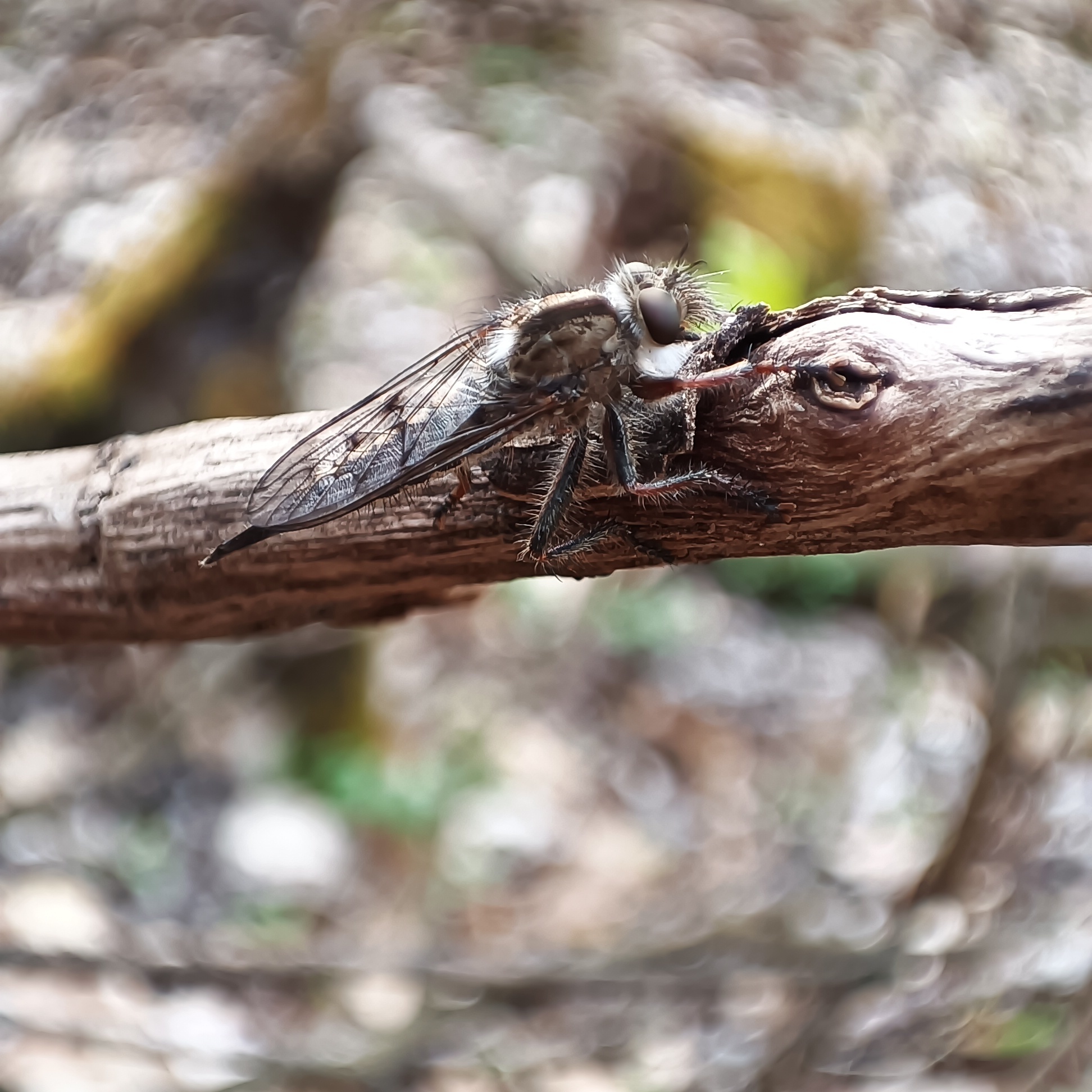 Erax barbatus