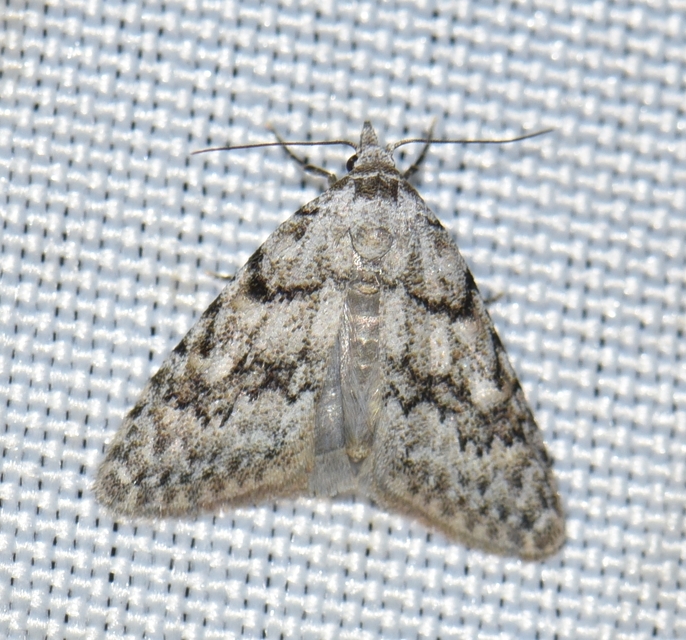 Nola cicatricalis - szürke pamacsosszövő