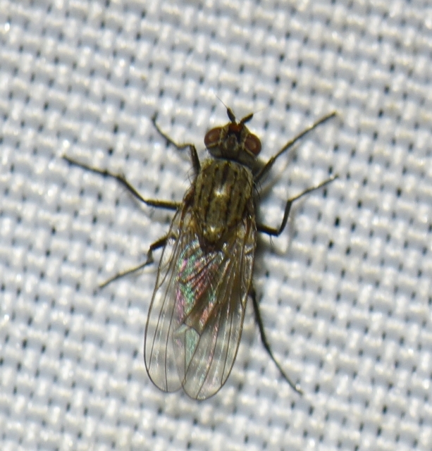 Anthomyiidae - viráglegyek