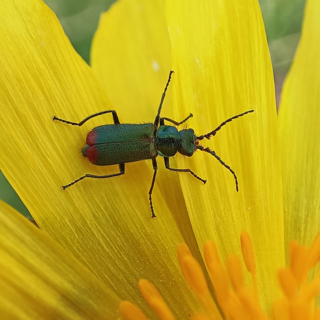 Malachius bipustulatus - kétfoltos bibircsesbogár