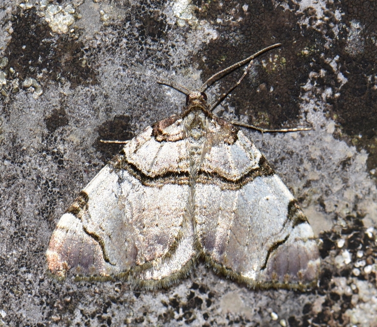 Anticlea derivata - vadrózsa-tarkaaraszoló