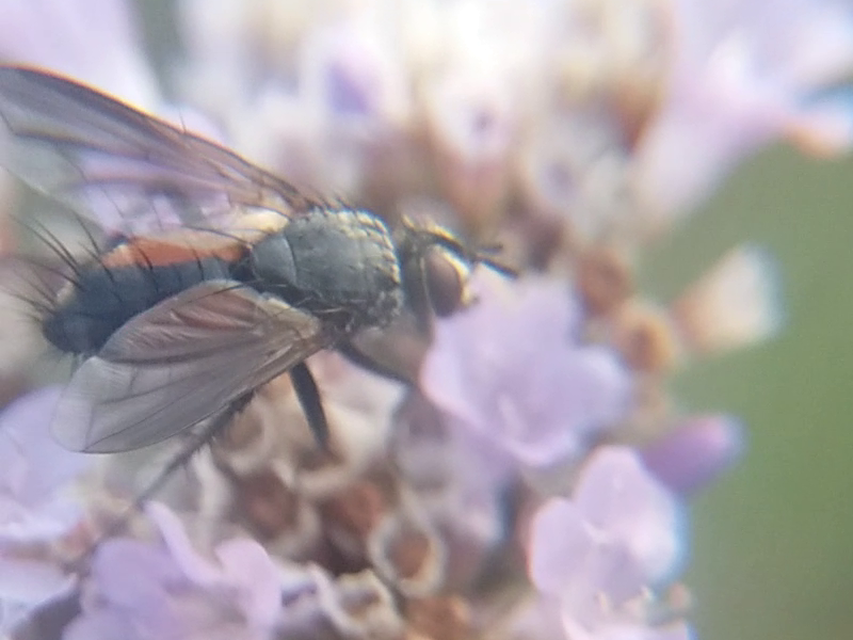Eriothrix rufomaculatus