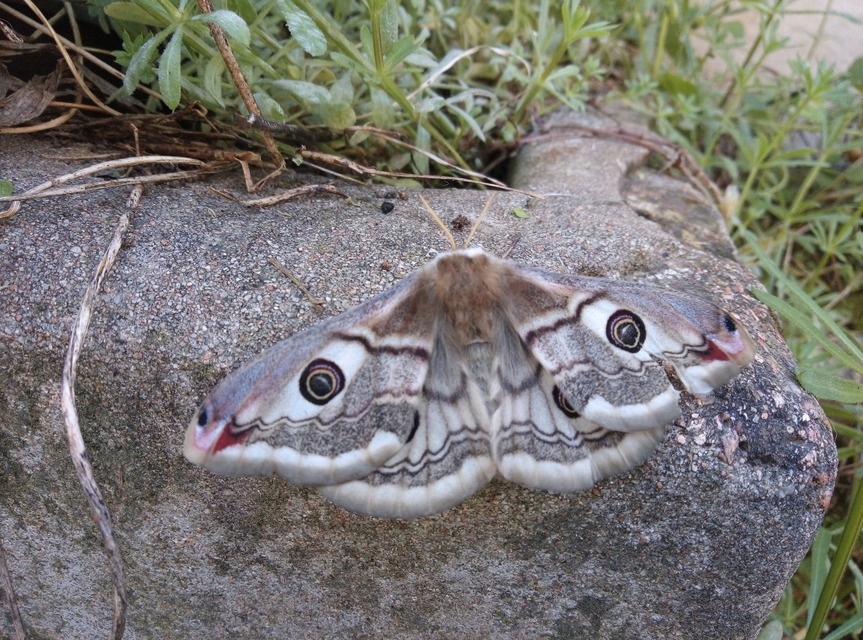 Saturnia pavoniella/pavonia