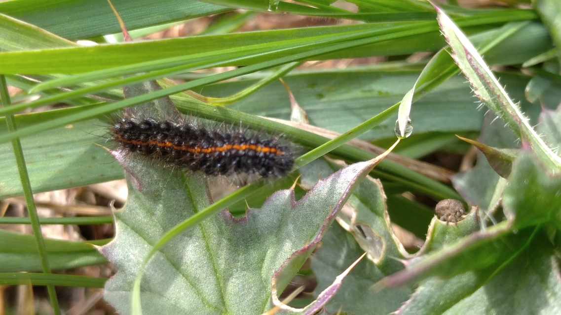 Spiris striata - csíkos molyszövő