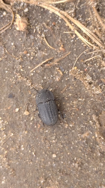 Opatrum sabulosum - sároshátú gyászbogár