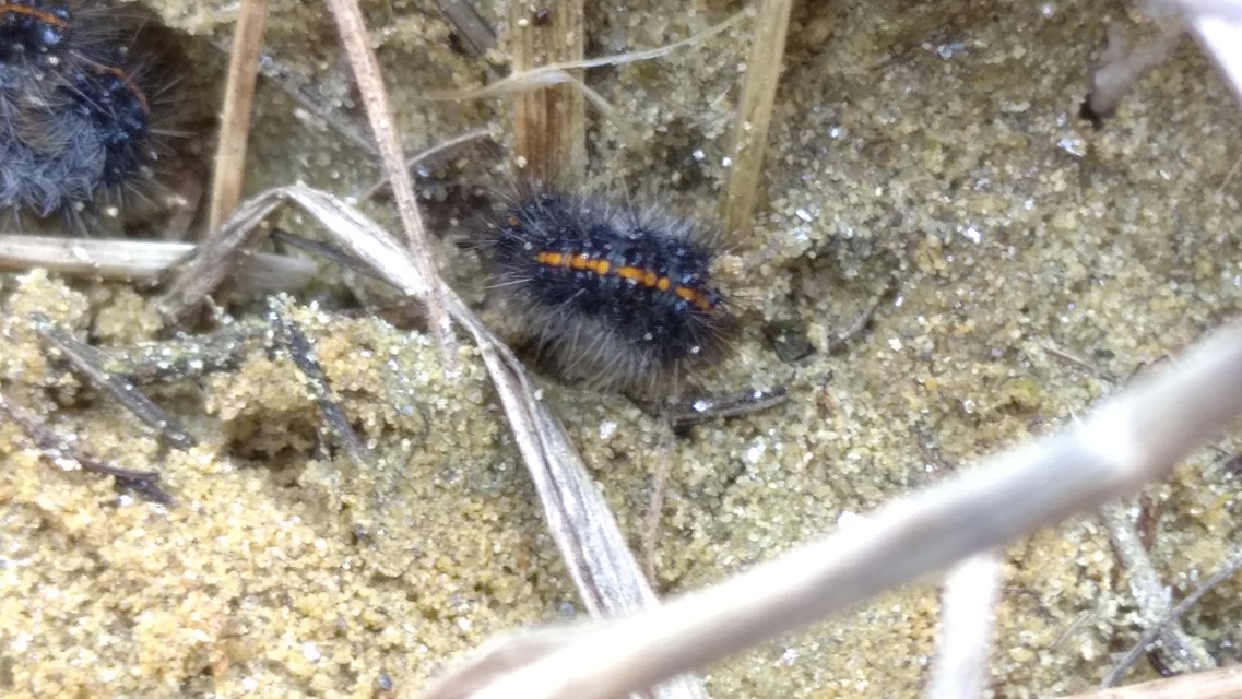 Spiris striata - csíkos molyszövő