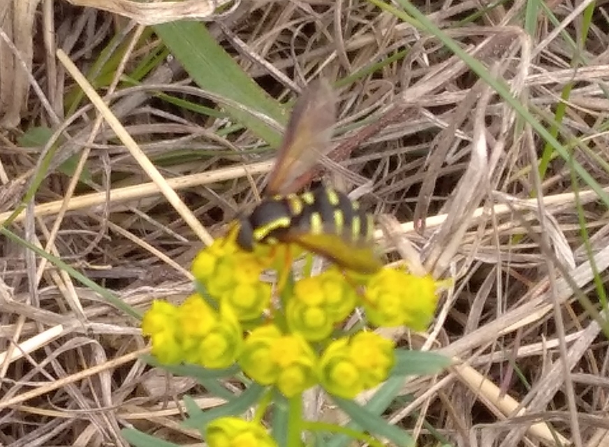 Xanthogramma citrofasciatum - korai oldalsávoslégy