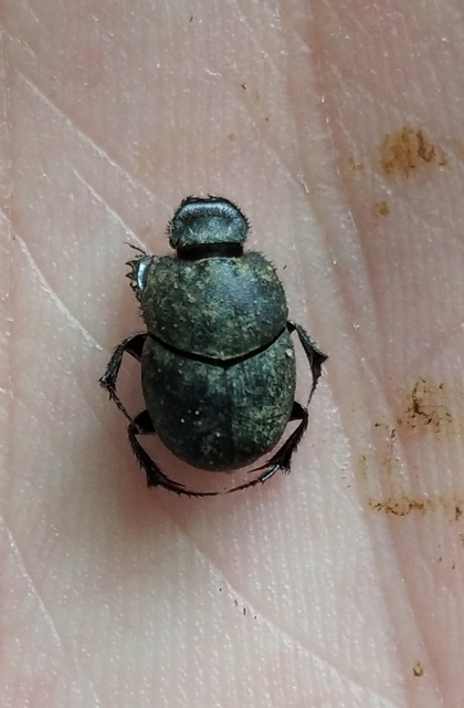 Onthophagus vitulus - ürgevendég trágyatúró