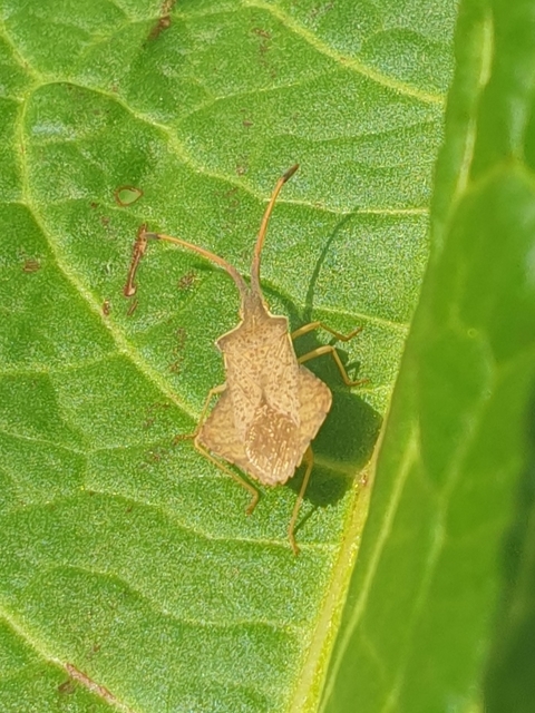 Syromastus rhombeus - vitorlás karimáspoloska