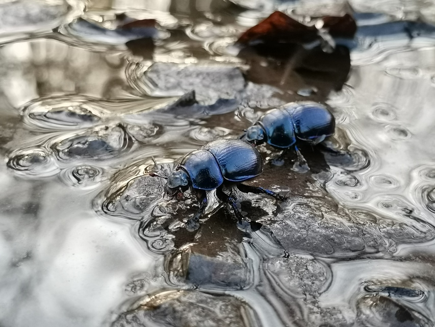 Anoplotrupes stercorosus - erdei álganéjtúró