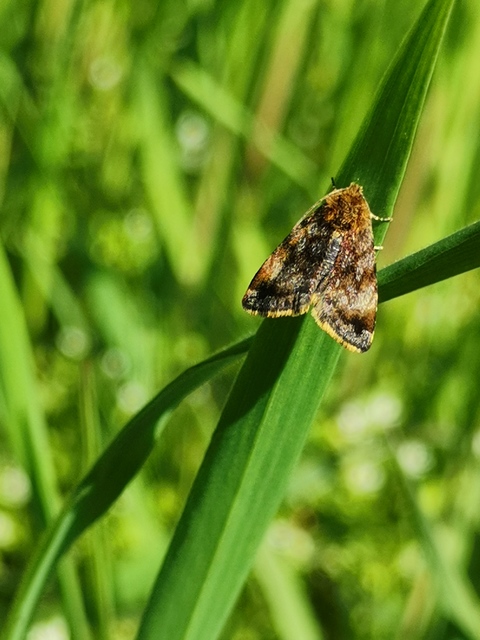 Panemeria tenebrata - apró sárgabagoly