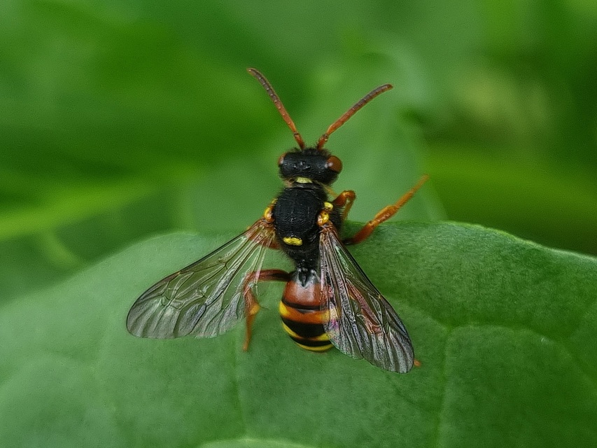 Nomada
