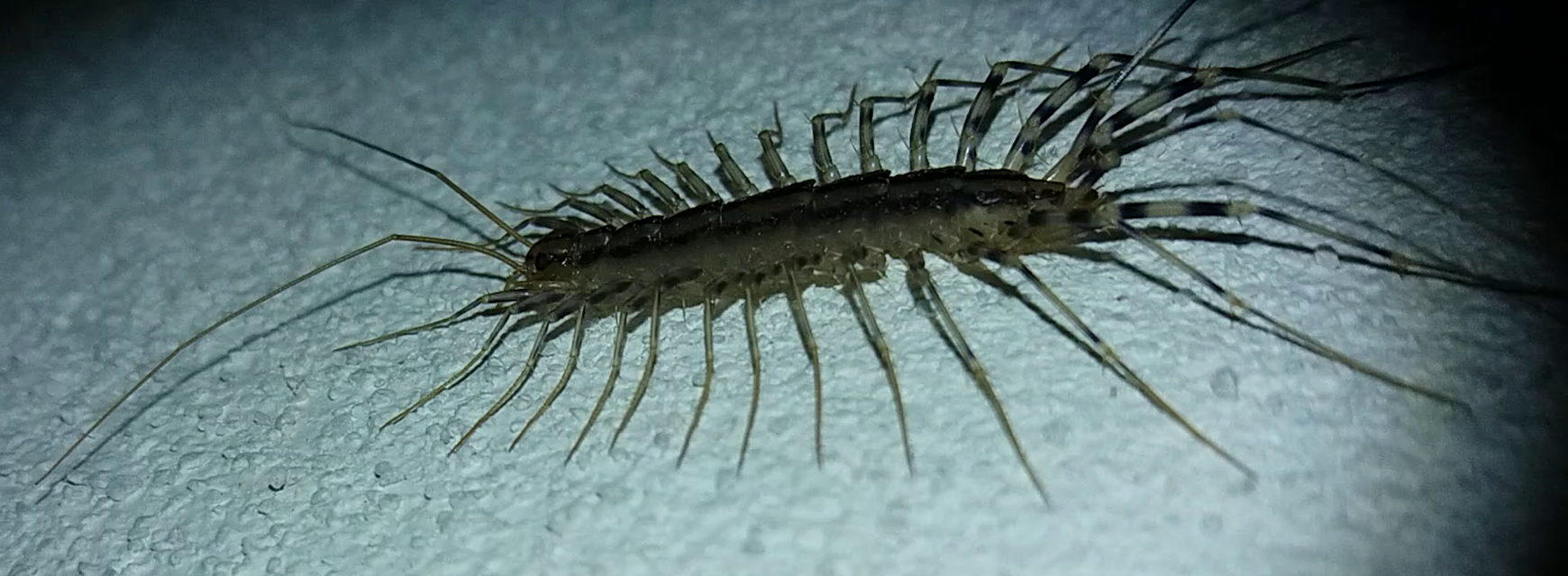 Scutigera coleoptrata - légyölő pókszázlábú