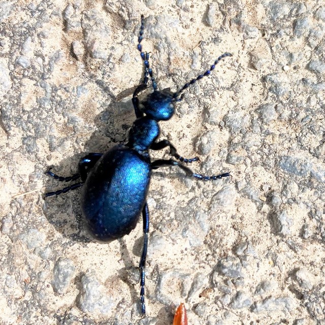 Meloe violaceus - kék nünüke