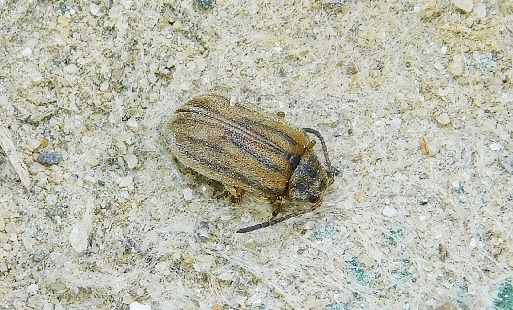 Ophraella communa - parlagfű-olajosbogár