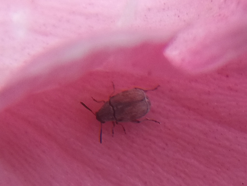 Acanthoscelides pallidipennis - gyalogakác-zsizsik
