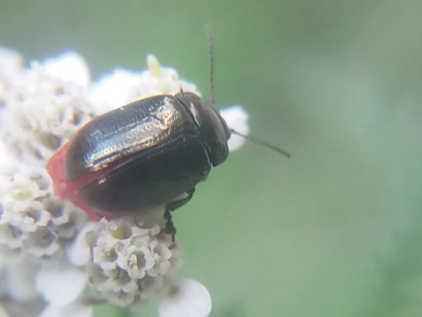Chrysolina marginata - nyúlánk szegélyeslevelész