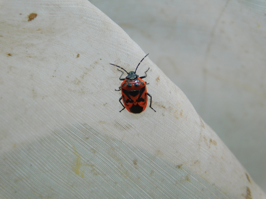 Eurydema