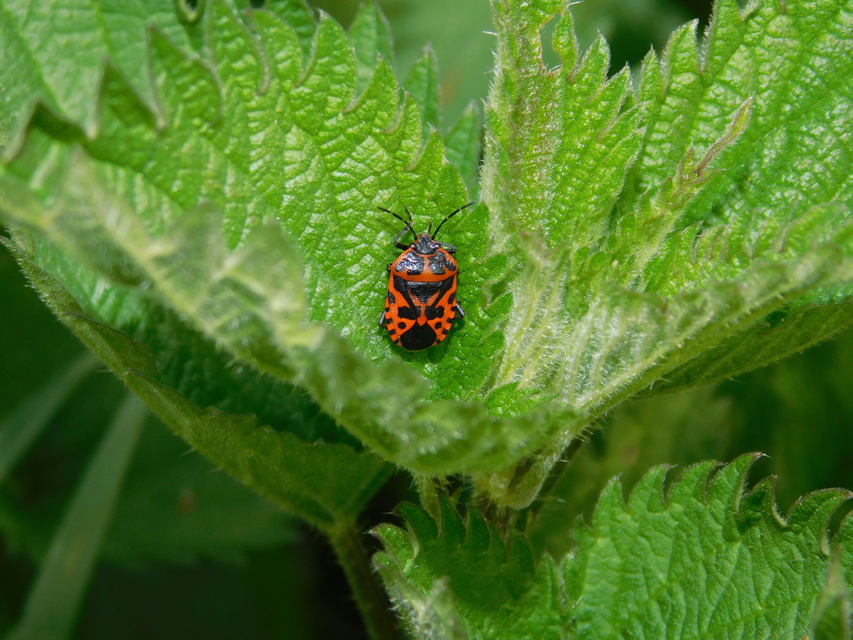 Eurydema ventralis - káposztapoloska